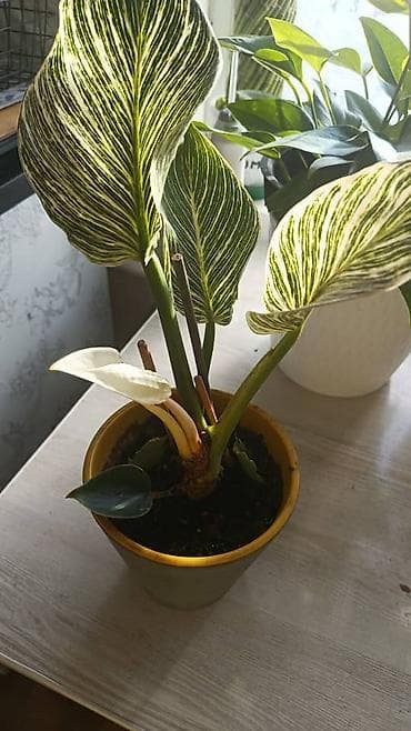 горшковые цветы: Комнатные и уличные растения в горшках — коллекция - Кротон — 9