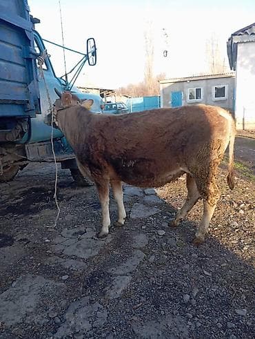 алабай купити: Продаю | Корова (самка), Тёлка | Алатауская | Для разведения, Для молока | Искусственник — 2