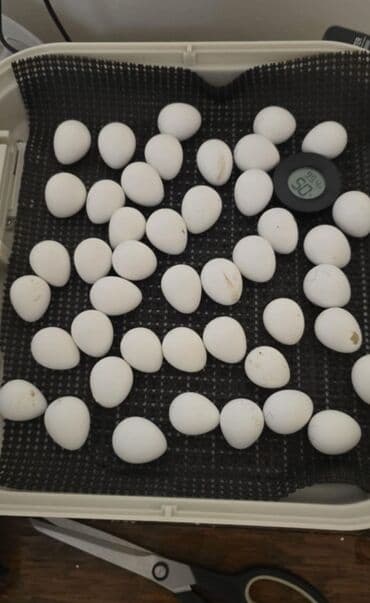 купить козу молочную: Продаю | Куры, Петух — 5