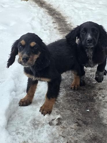 Кошки: Щенки спаниеля - Помет от породистой мамы-спаниеля (на фото рядом с — 5