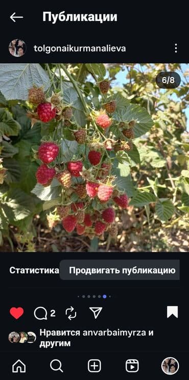 оборудование для пекарня: Малина Чекене — 6