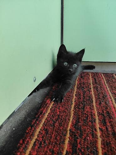 животные кот: Отдам котят в добрые руки 2-3 месяцев. г Кара-Балта. черный белый - — 2