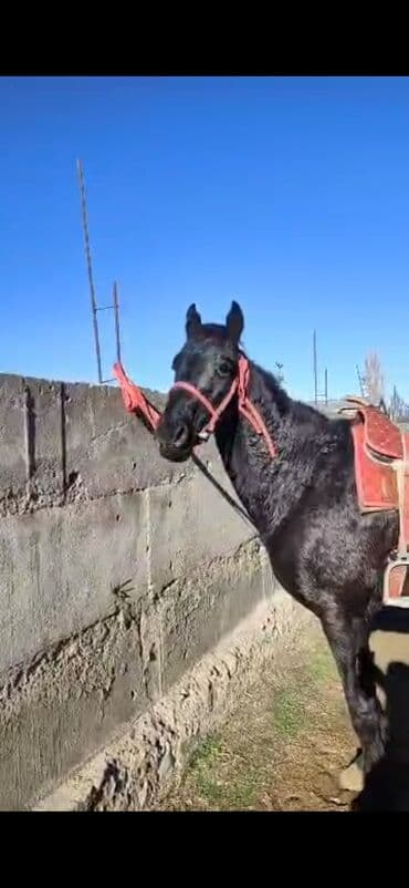 спаниель охотничий: Продаю | Жеребец | Рабочий — 1