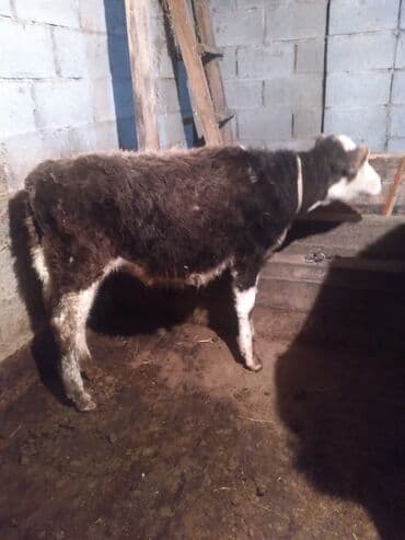 токмок животные: Продаю | Тёлка | Полукровка | На откорм | Привязанные — 1