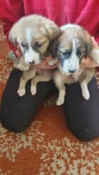 собака питбуль: 1 месяц, Самец, С прививкой — 14