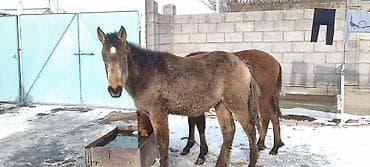 Собаки: Продаю | Жеребенок | Рабочий — 3