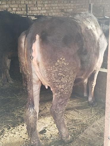 стелный карова: Продаю | Корова (самка) | Для разведения | Привязанные — 3