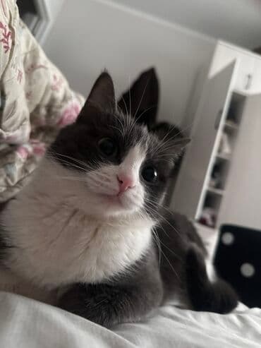 долматинец щенок: Ищу хорошие руки для кошки уже стерилизованной. 1 год. Пугливая — 7