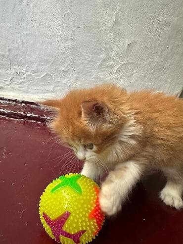 рыжий котёнок купить: КОТЁНОК МАЛЬЧИК 1,5 МЕСЯЦА. Рыжево-белый котёнок с пушистой шерстью и — 4