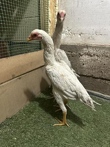 животные птицы: Продаю | Куры | Бойцовая | Для разведения — 2