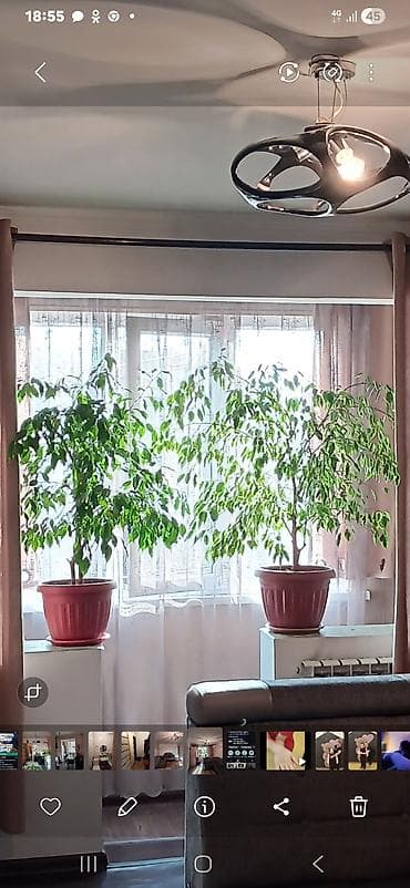 Комнатные растения — фикусы Бенджамина (2 шт.) - Крупные