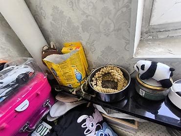 Зоотовары: Продаю Попугай белого цветы из породы волнистый,в подарок все игрушки — 3