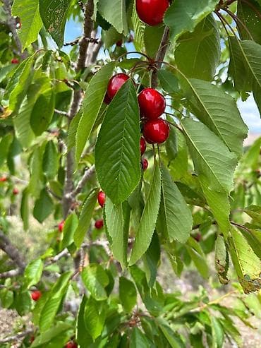 куплю поля: 400 соток, Для сельского хозяйства, Красная книга — 6