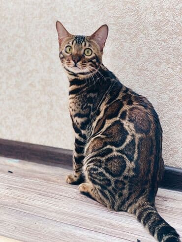 очень нужны: Друзья .Питомник бен гла мур с любовью предлагает вам котят — 4