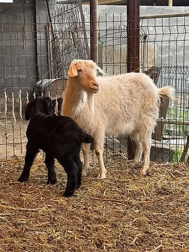 кара балта животные: Продаю | Козлёнок | Полукровка | На забой | Племенные — 3