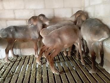 шиншилла цена бишкек: Продаю | Ягненок | Для разведения | Племенные — 1