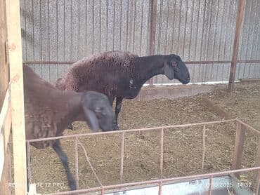продажа кормов для сельскохозяйственных животных: Продаю | Овца (самка) | Арашан | Для разведения | Племенные, Котные, Осеменитель — 6