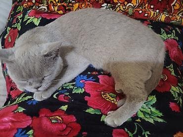 Британская короткошёрстная, 1 год, Девочка, Голубой, С документами