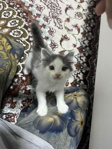 Кошки: Кошка даром: Беспородная, Девочка, Приучена к лотку — 9