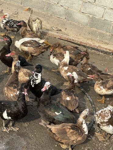 приют для собак: Утки 70 голов — 4