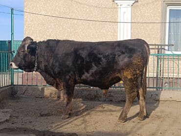 Продаю | Бык (самец) | Швицкая | Для разведения, Для молока | Искусственник, Осеменитель