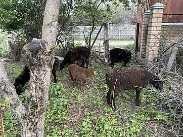 продажа домашних животных: Продаю | Овца (самка) | Для разведения — 3