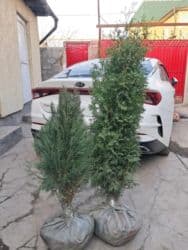 садовые инструменты: Саженцы деревьев: Туи, Бесплатная доставка — 3