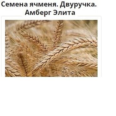 Бакча эмереги: Ячмень двуручка Амберг элита. Не осыпается, устойчив к осыпанию. При — 1