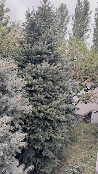 Елки голубые (Picea pungens ‘Glauca’) — крупномерные и средние, для