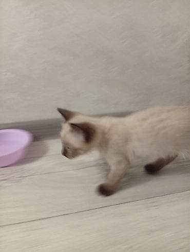 Отдам даром котёнка в ответственные руки, взрослым людям. Или со — 6