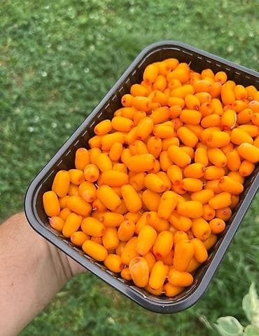 Облепиховый соус/пюре в бутылках - 100% из свежих ягод облепихи — 3