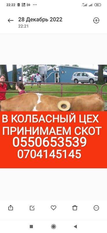 купить собаку объявления: Сатып алам | Уйлар, букалар, Жылкылар, аттар | Күнү-түнү, Бардык шартта, Союлган — 1