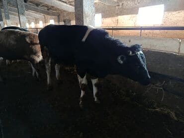 племенные коровы молочные купить: Продаю | Бык (самец) | Полукровка | На откорм | Привязанные — 4