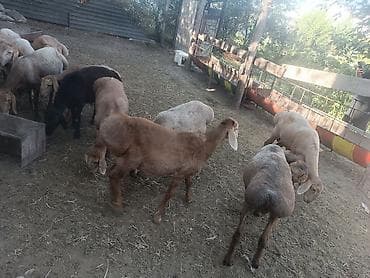 козий сыр: Продаю | Баран (самец) — 1