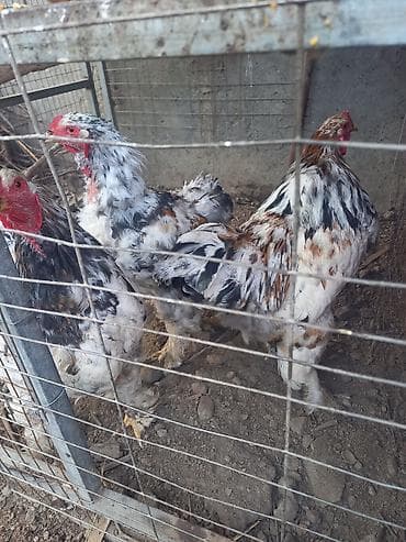 дикоративные куры: Продаю | Куры | Для разведения — 9