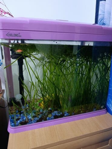 террариум для черепахи сухопутной купить: Стеклянный аквариум от Xilong с розовой крышкой и поддоном. Оснащен — 5