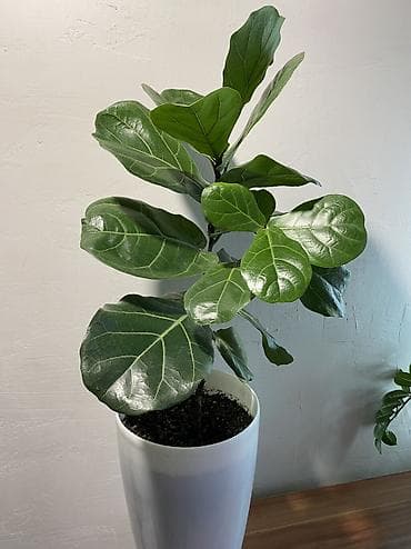 Фикусы: Фикус лирата (Ficus lyrata) в напольном кашпо(16литров) - Эффектное — 1