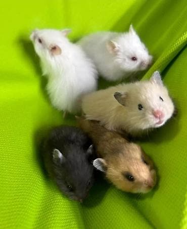 Собаки: Продаются хомячки сирийские, ангорские пушистые хомячки, джунгарские — 4