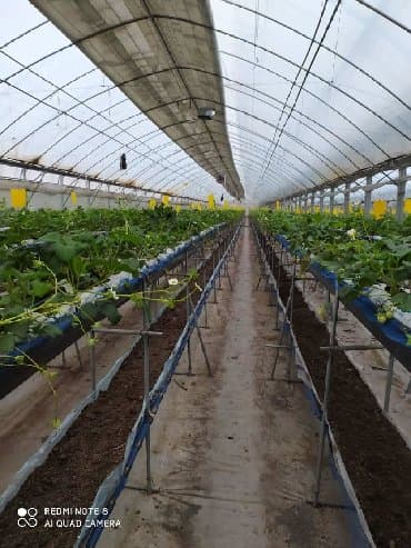 уголь каракече бешсары шабыркуль каражыра доставка бишкек купить: В тоннах, Бесплатная доставка, Зил — 3
