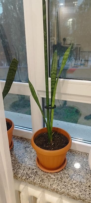 Драцены и Сансевиерии: Сансевиерия (Sansevieria, «щучий хвост»), комнатное растение в горшке — 4