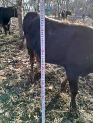 кролик декоративные: Продаю | Музоо, торпок | Алатауская | Для разведения, На откорм — 2