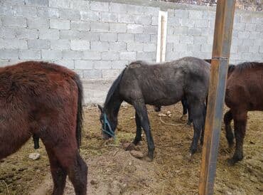 дойный коров: Продаю | Жеребец — 4