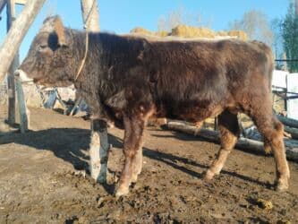 продаю алабай: Продаю | Бык (самец) | Швицкая | Для разведения | Привязанные — 2