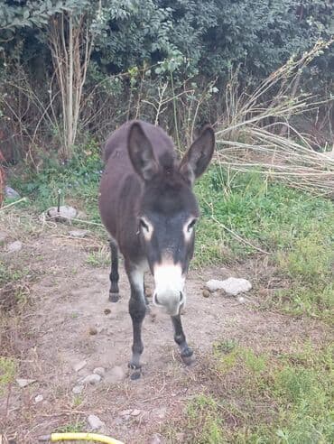 сколько стоит кролик домашний: Осёл (/среднего размера) темно‑коричневого окраса с белой отметиной на — 3