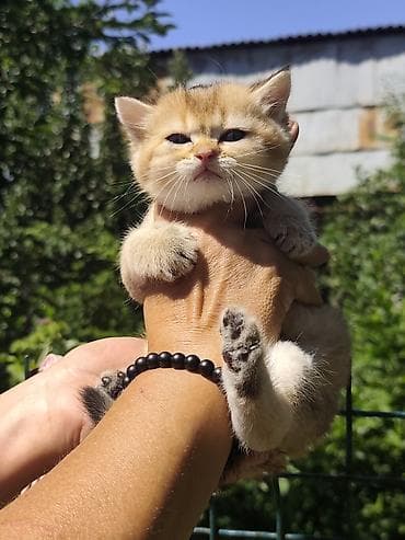 кошка домашняя: Британская короткошёрстная, 1 месяц, Мальчик, Приучена к лотку — 9
