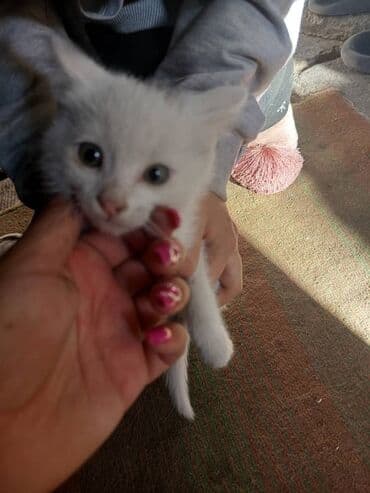 домашние кошки: Котёнок серый тигровый (мраморный табби) - Окрас: серо-коричневый с — 17