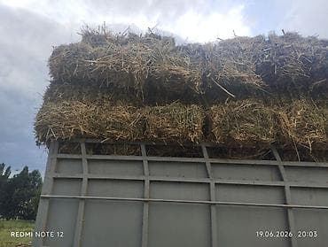отруби оптом: Сено в тюках - Заготовлено в рулонах-прямоугольниках (кирпичики) — 1