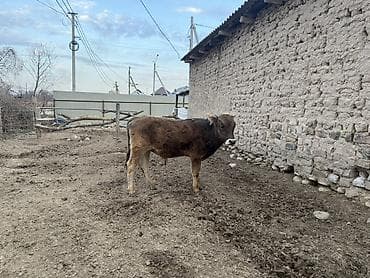 куплю корову на мясо: Продаю | Музоо, торпок | Швицкая, Симментальская | На откорм, Для разведения — 8