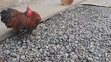 продаю лошать: Парселян кохинхин карлик 1+1 сатылат — 7