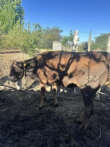 продаю дровилка: Продаю | Корова (самка), Тёлка | Для разведения | Искусственник, Привязанные — 6